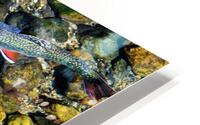 fall brook trout johnny boyd HD Metal print