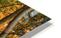 dancing aspens johnny boyd HD Metal print