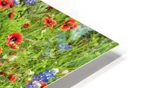spring classic johnny boyd HD Metal print