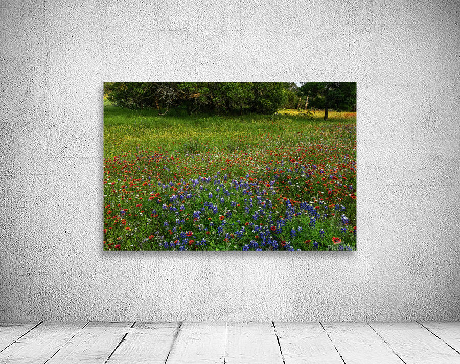 bluebonnet glory johnny boyd Wall Preview