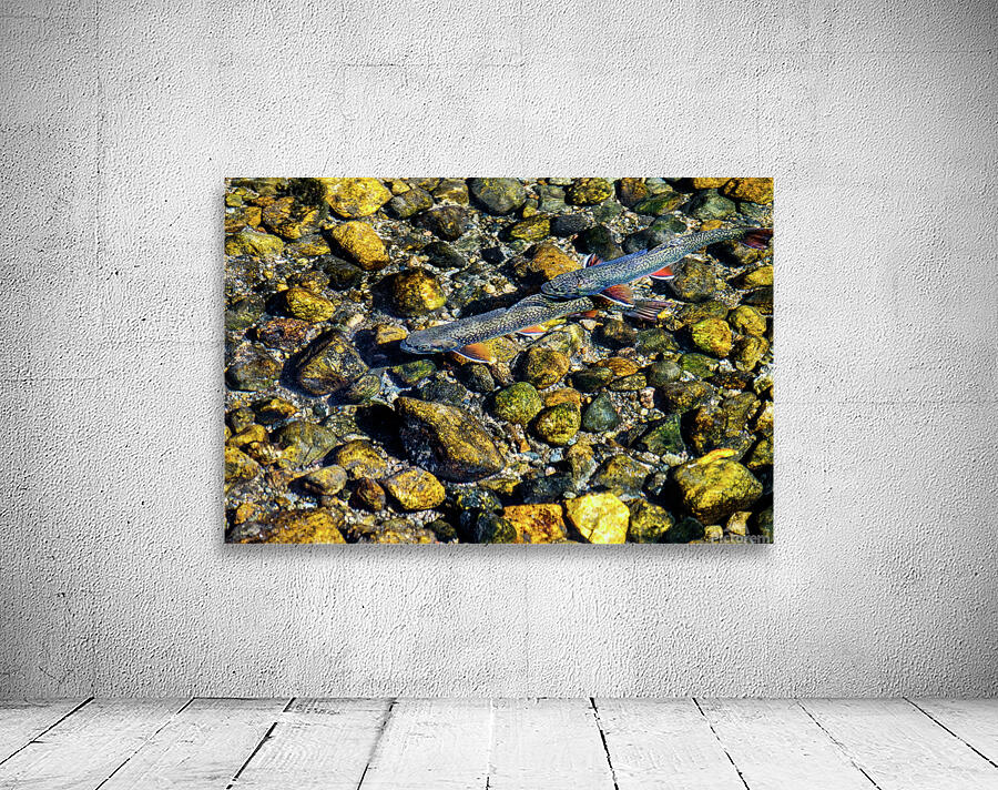 fall brook trout johnny boyd Wall Preview