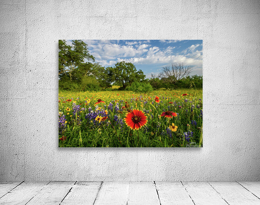 fire wheel johnny boyd Wall Preview