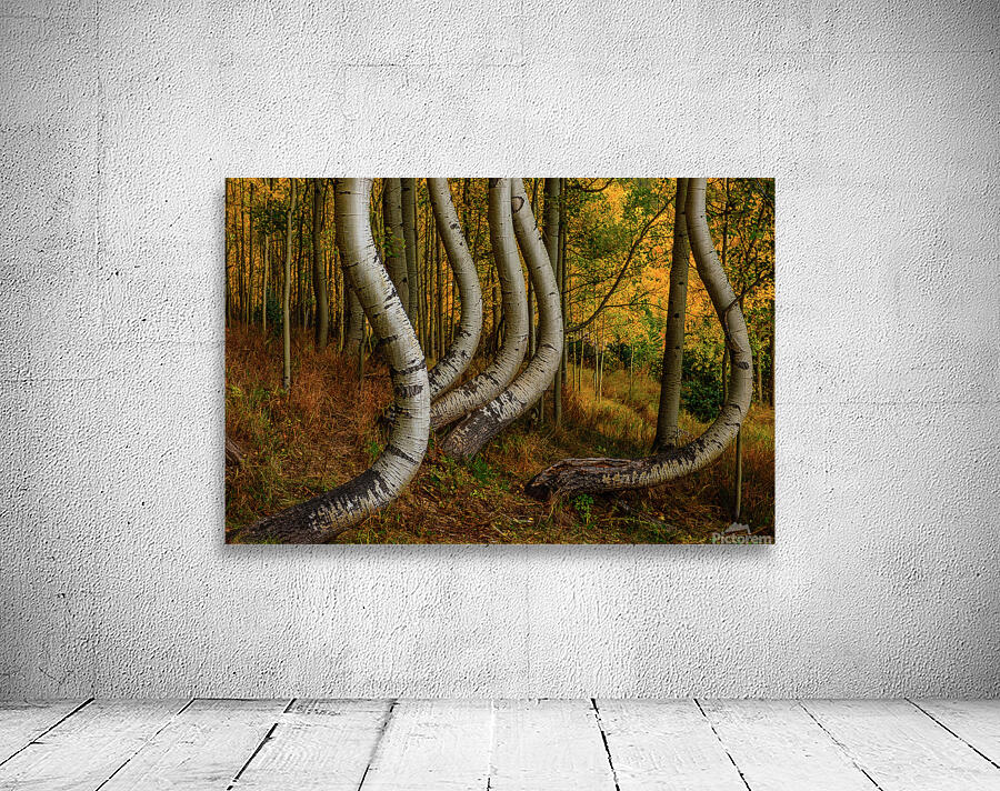 dancing aspens johnny boyd Wall Preview