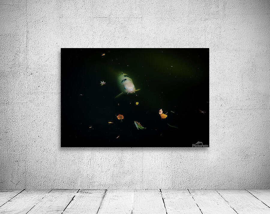 ghost koi johnny boyd Wall Preview