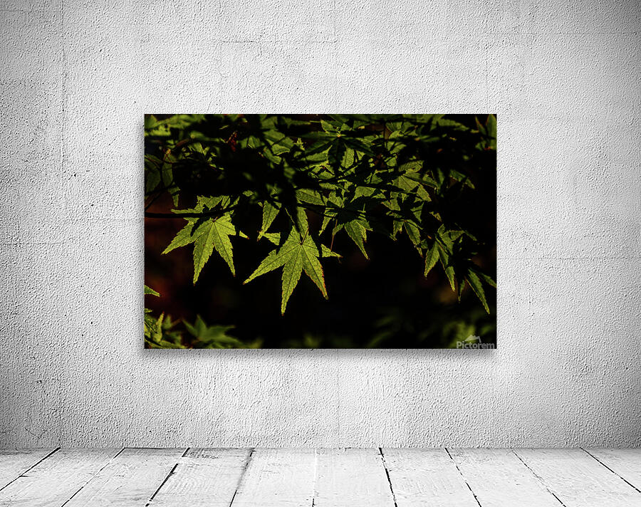 green maple johnny boyd Wall Preview