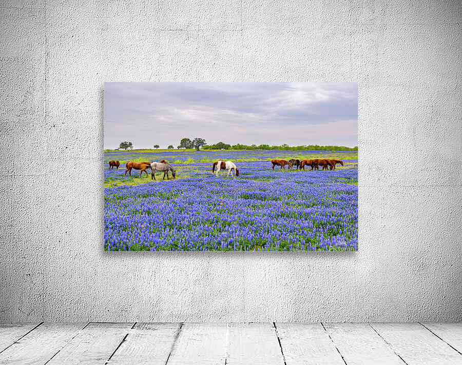 spring herd johnny boyd Wall Preview