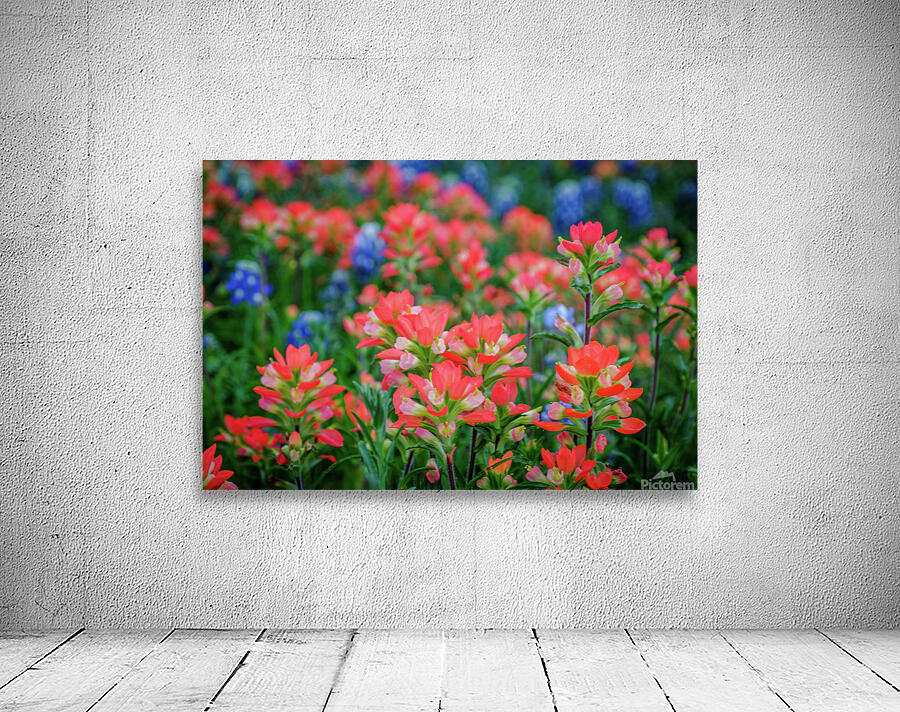 spring paintbrush johnny boyd Wall Preview