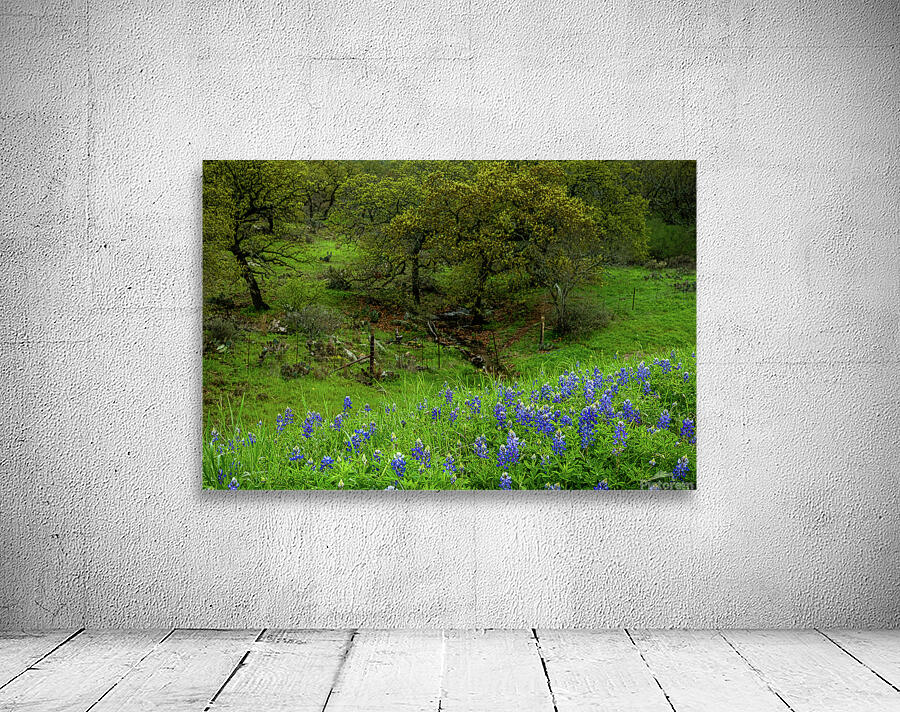 spring day blues johnny boyd Wall Preview