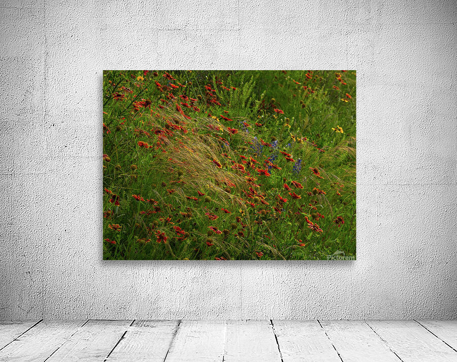 spear grass johnny boyd Wall Preview