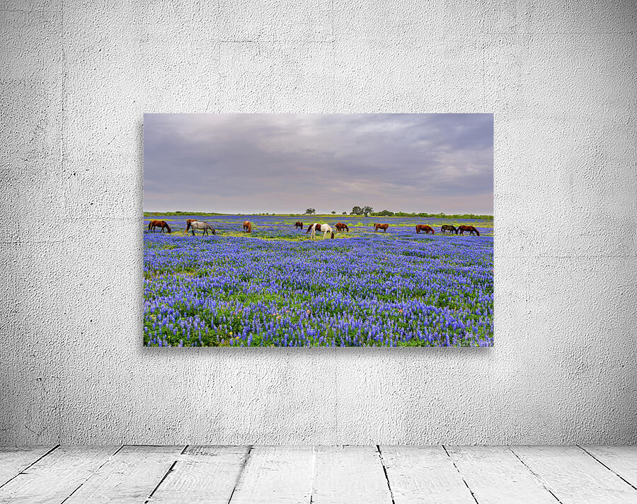 spring grazing johnny boyd Wall Preview