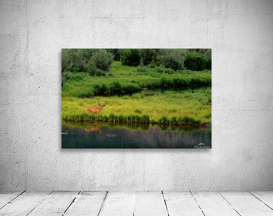reflection buck johnny boyd Wall Preview
