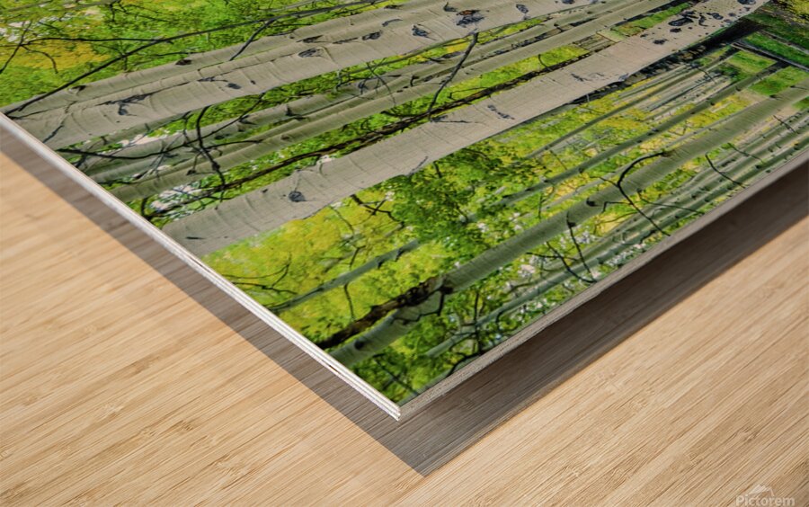 aspen road johnny boyd Wood print