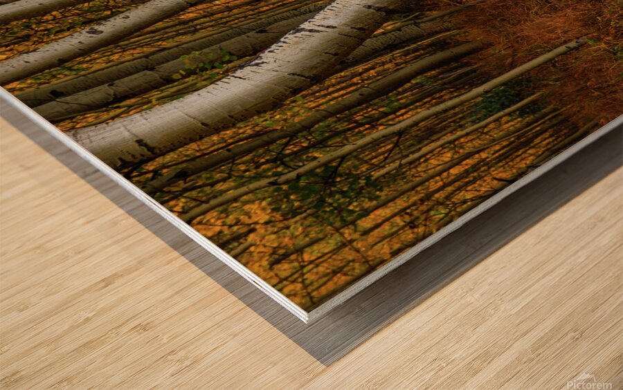 dancing aspens johnny boyd Wood print