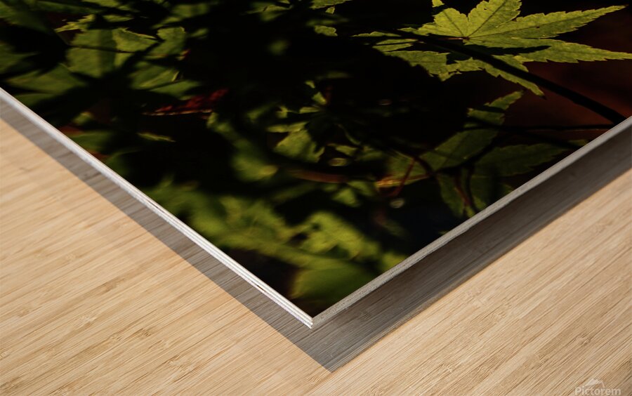 green maple johnny boyd Wood print