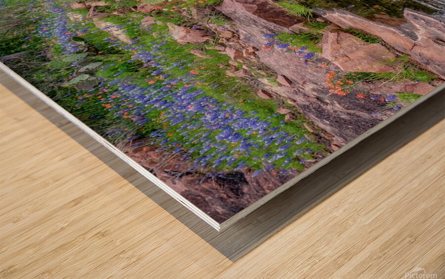 spring delight johnny boyd Wood print