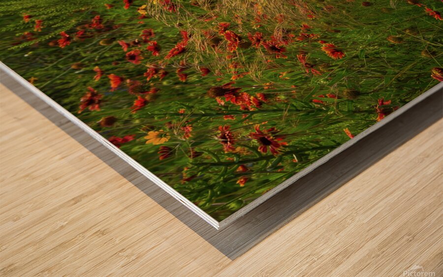 spear grass johnny boyd Wood print