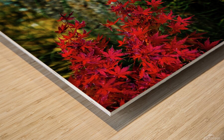 red maple limb johnny boyd Wood print