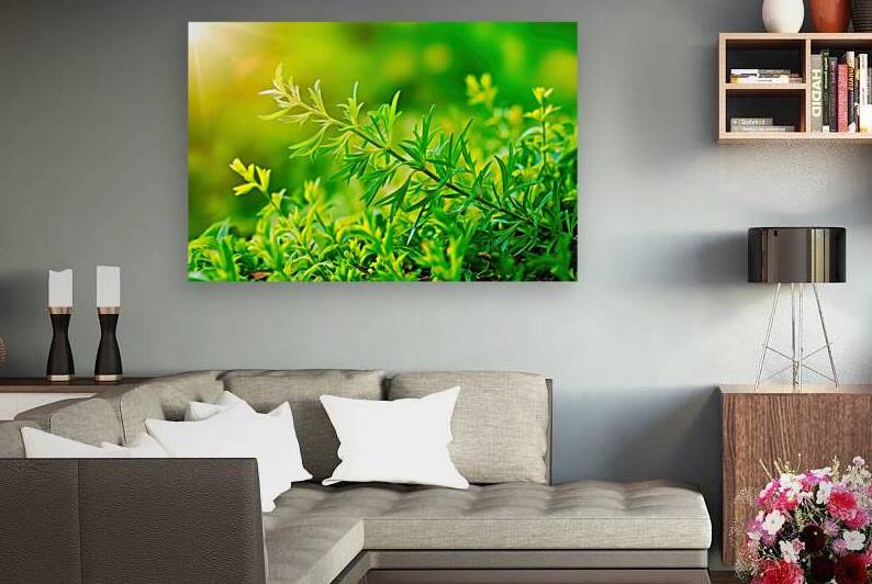 Fresh sprig of green ruckus with green leaves on by Mirela Poiana