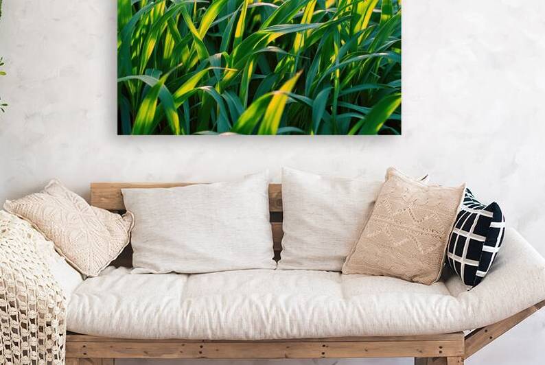 A close up view of vibrant green grass blades 3.j by Mirela Poiana