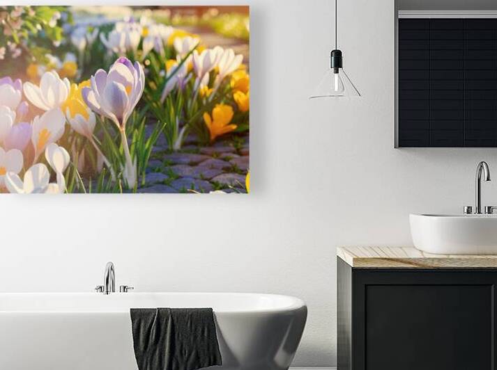 Crocuses white yellow purple blossom on a spring  1722834705.5066 by Mirela Poiana