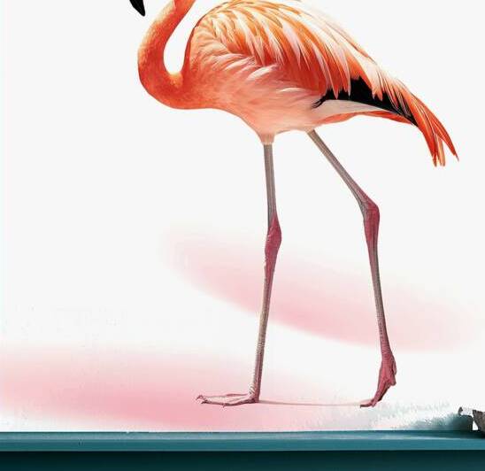 Beautiful Flamingo Isolated on White Background . by Mirela Poiana