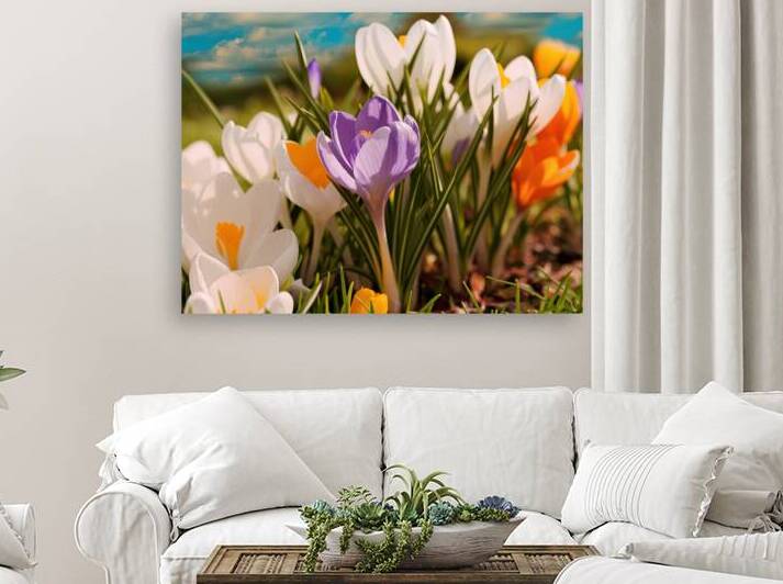 Crocuses white yellow purple blossom on a spring  1722834705.627 by Mirela Poiana