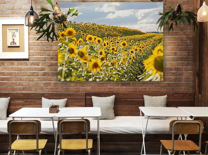A vibrant field of sunflowers under a partly clou 1722835681.6959 by Mirela Poiana