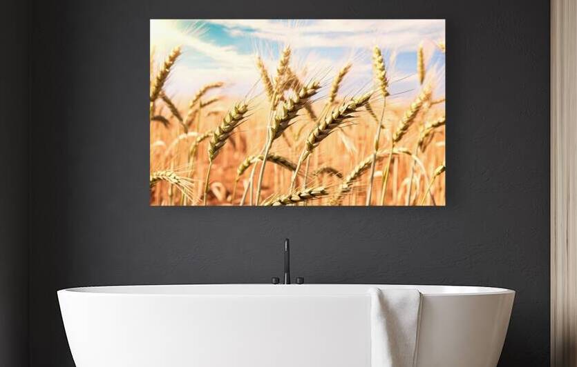 A close up view of mature wheat stalks in a field 1722835678.7504 by Mirela Poiana