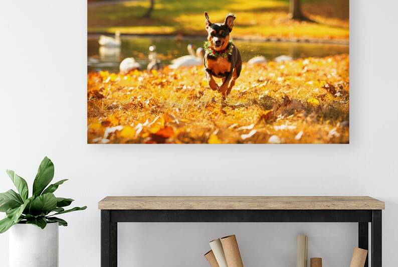 small pinscher dog runs in the park without peopl 1722836384.0591 by Mirela Poiana