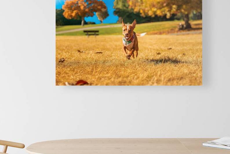 small pinscher dog runs in the park without peopl 1722836387.5317 by Mirela Poiana