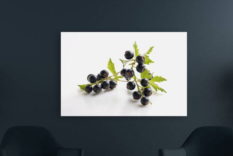 Black currant with leaves isolated by Mirela Poiana