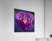 Purple Heart Acrylic Print