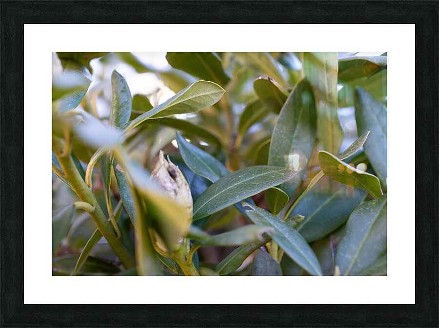 Bud Picture Frame print