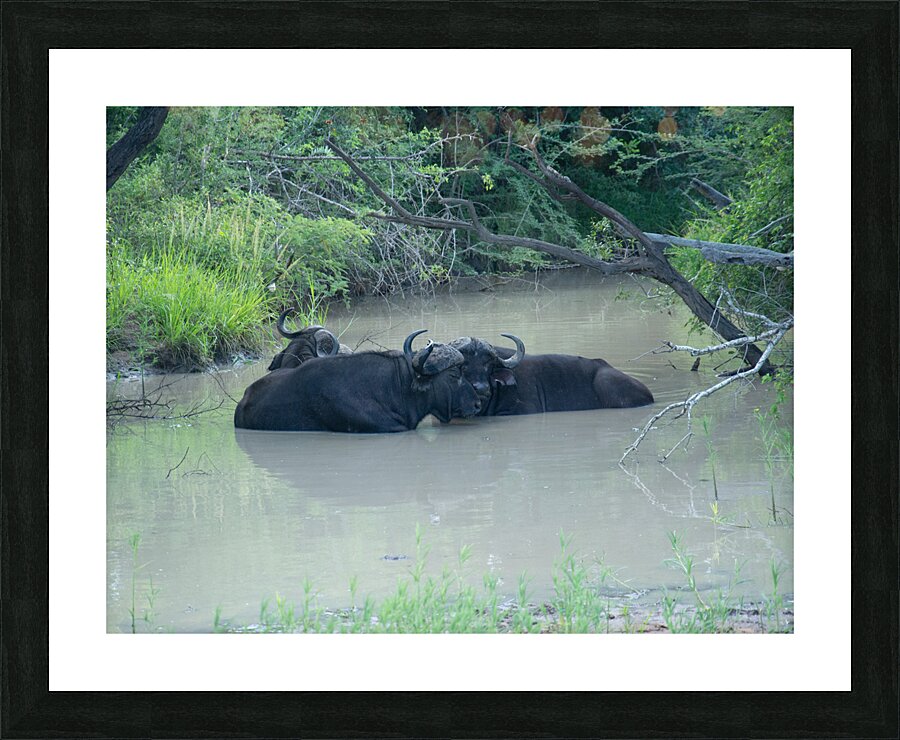 Buffalo Love Picture Frame print