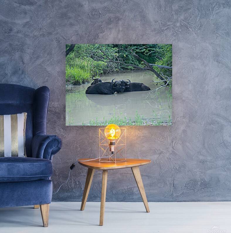 Buffalo Love Reproduction