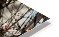 Entanglement 2 HD Metal print