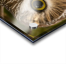 Saw Whet 36x48 Acrylic print