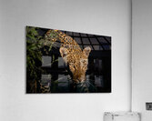 Z91 7533 Acrylic Print