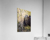 NBC081123046 Enhanced NR Edit Acrylic Print