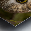 Saw Whet 36x48 Metal print