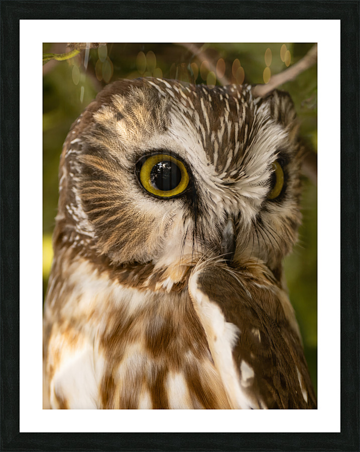 Saw Whet 36x48 Picture Frame print