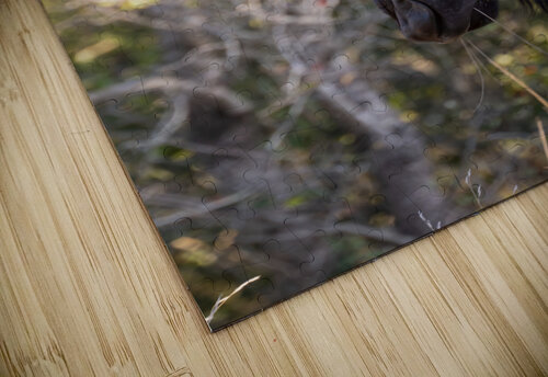 NBC081123046 Enhanced NR Edit Photos by SMA puzzle