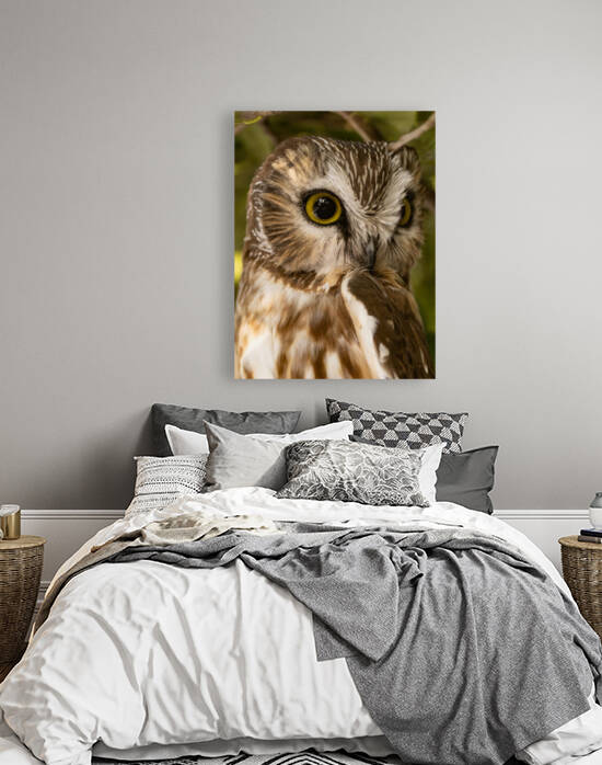 Saw Whet 36x48 by Photos by SMA