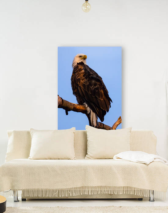 Eagle 36x48 by Photos by SMA