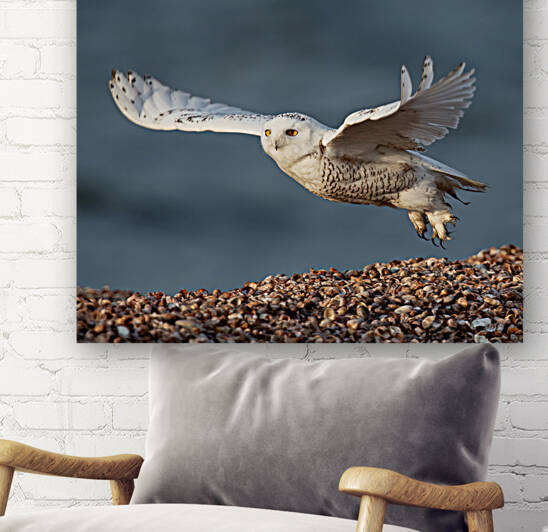 Snowy Owl 2020 Canv by Photos by SMA