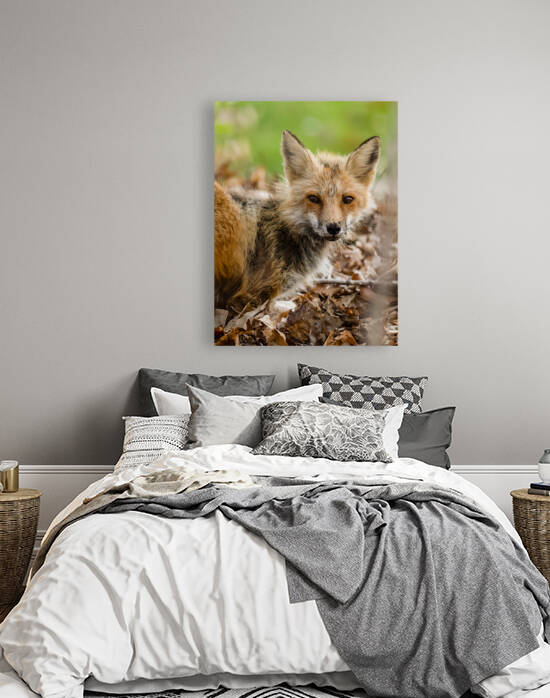 Fox 3648 Canv Reproduction