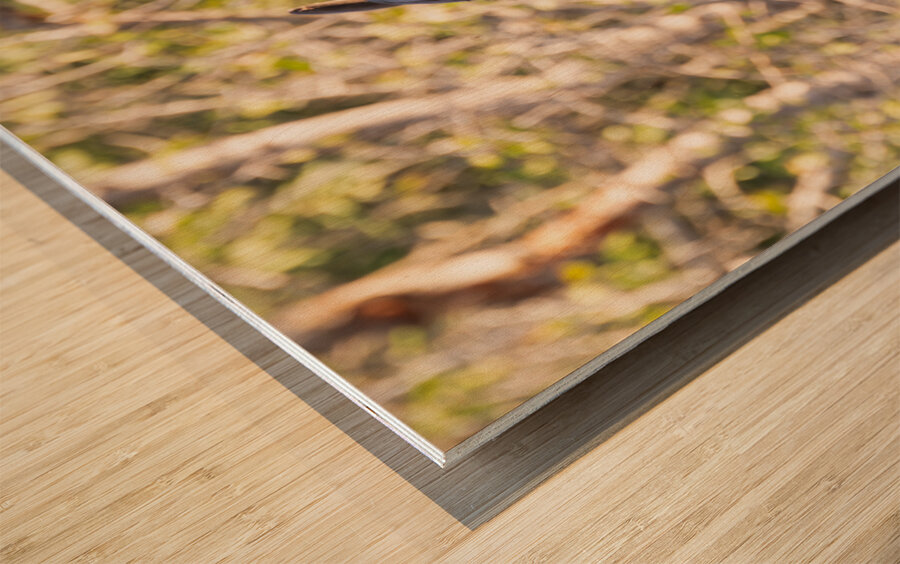 NBC081123046 Enhanced NR Edit Wood print