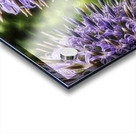 Echinops ritro Acrylic print