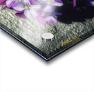 Viola Acrylic print