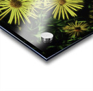 Doronicum orientale Acrylic print